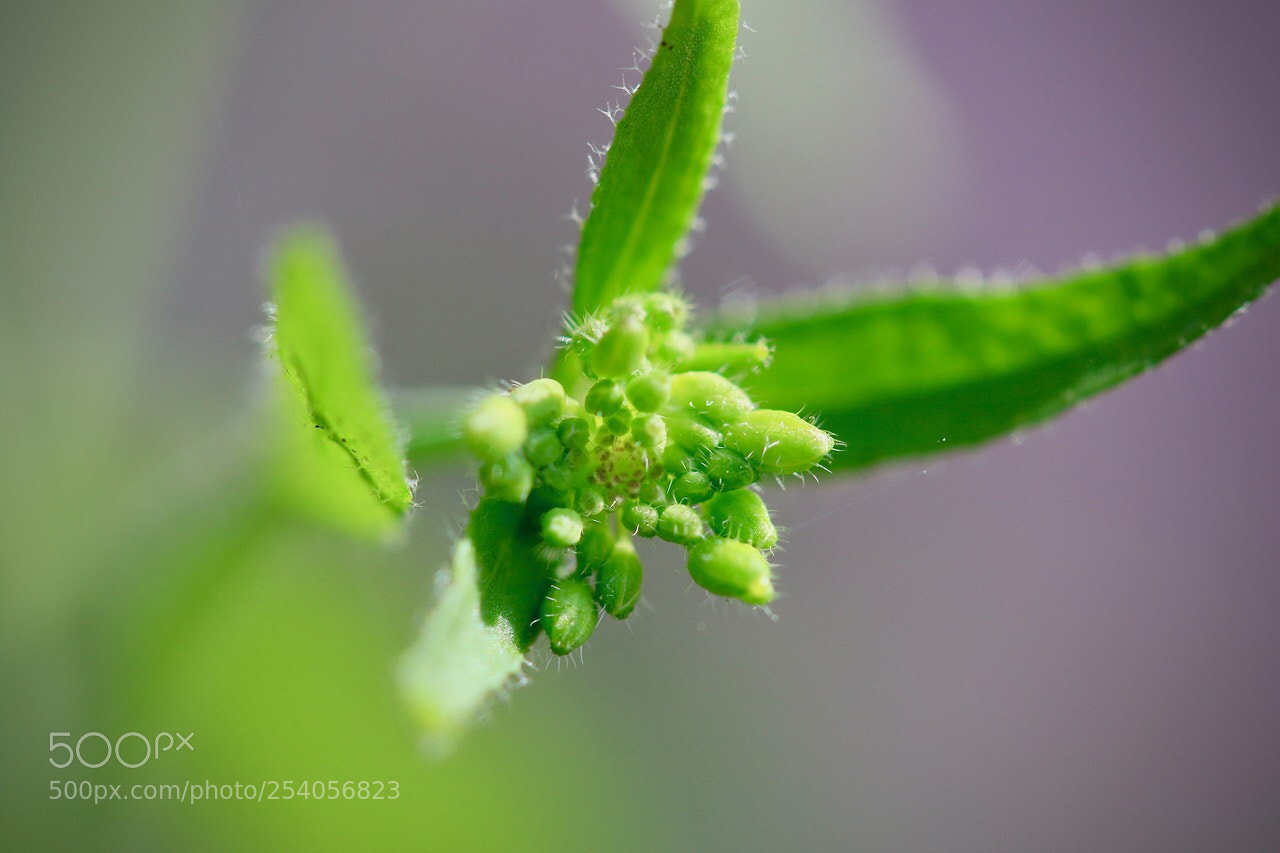 Canon EOS 7D Mark II sample photo. Blütenknospen photography