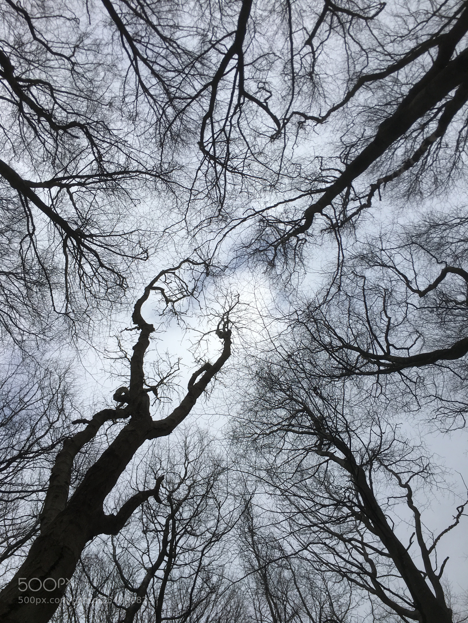 Apple iPhone 6s Plus sample photo. Tree tops photography