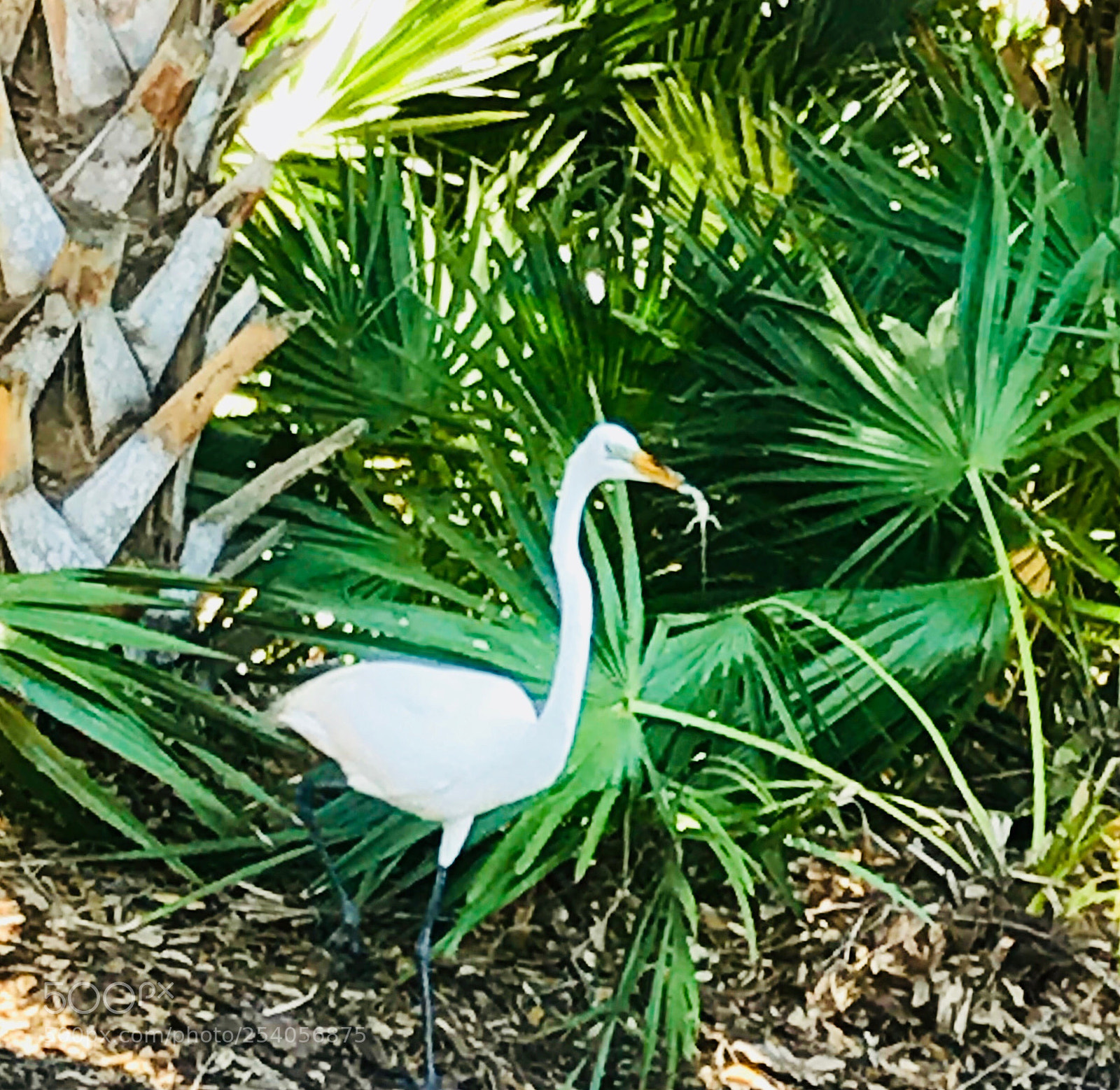 Apple iPhone 7 sample photo. Egrets  photography