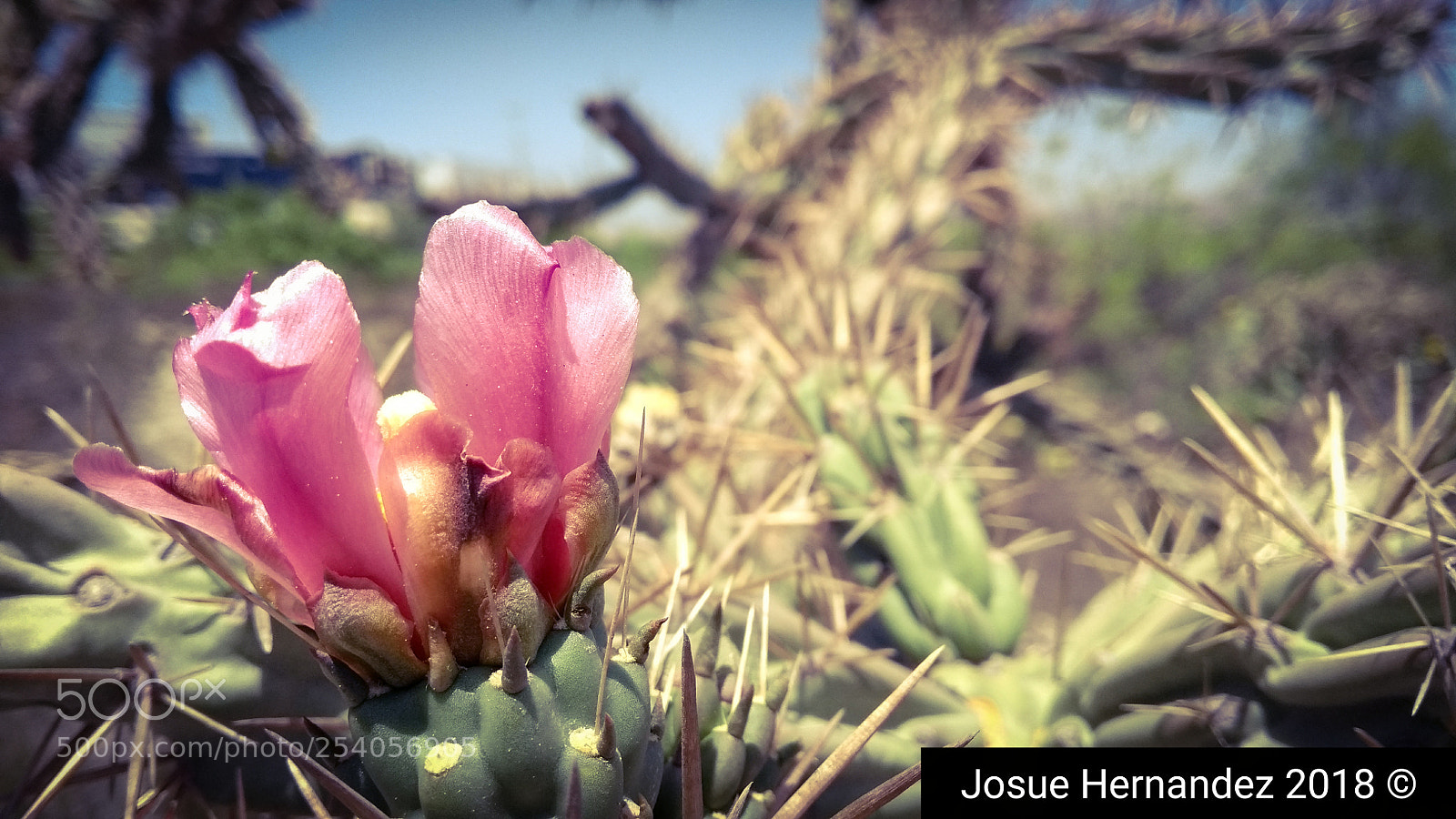 Motorola Moto G (5th Gen) sample photo. Flor silvestre photography