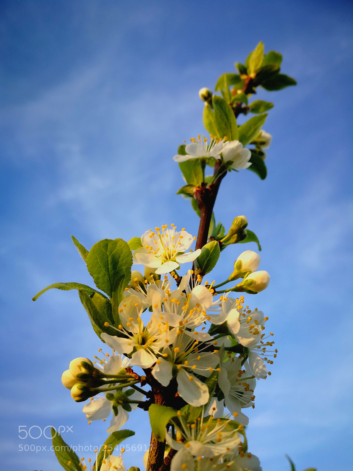 HUAWEI P10 sample photo. La r colte de photography
