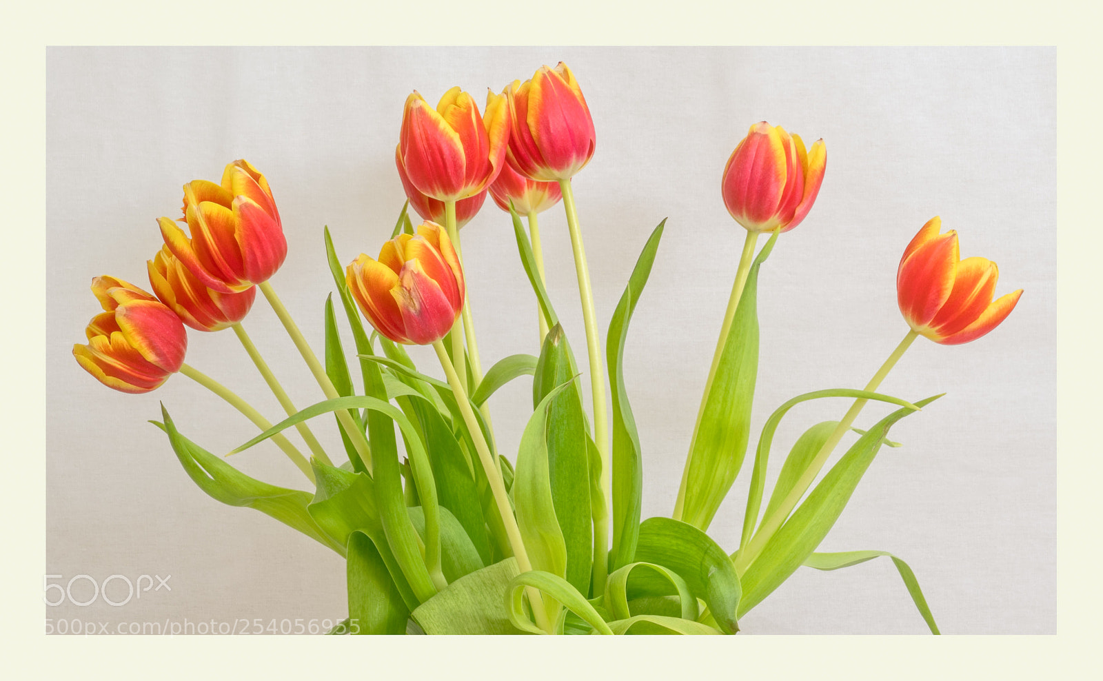 Sony a7R II sample photo. Glorious tulips photography
