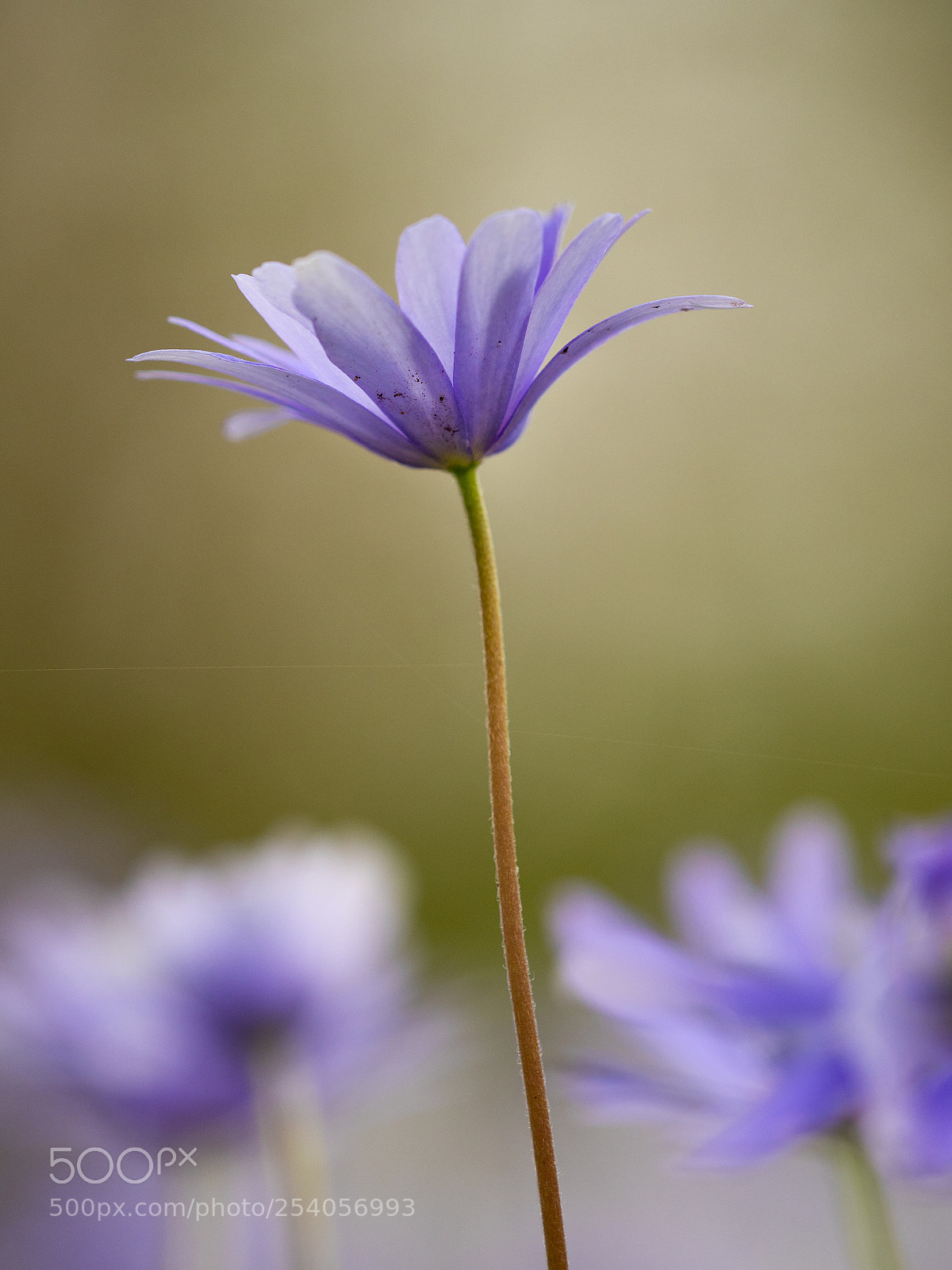 Panasonic Lumix DMC-GX8 sample photo. Delicate pruple photography