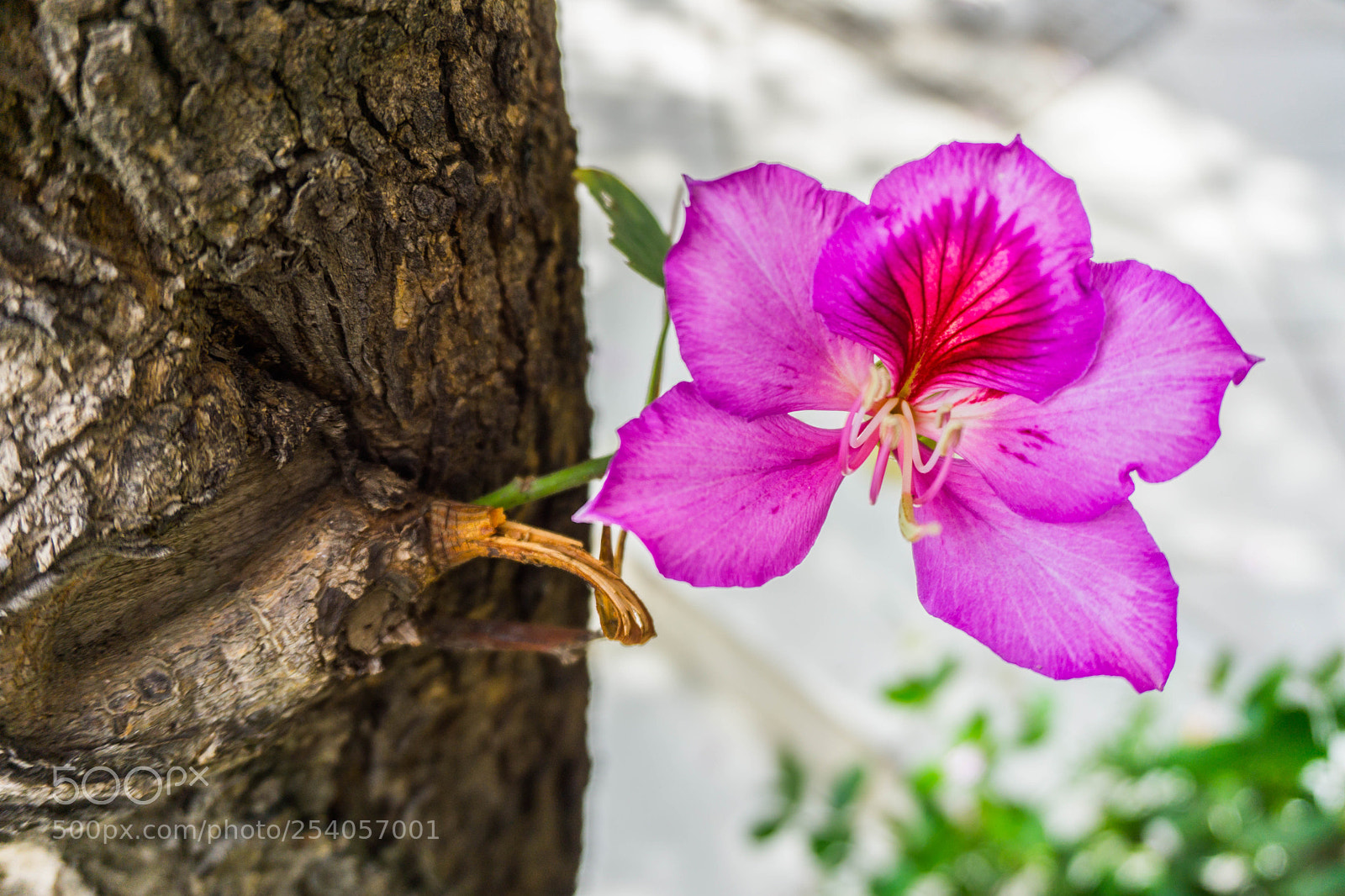 Sony a5100 sample photo. Dsc photography