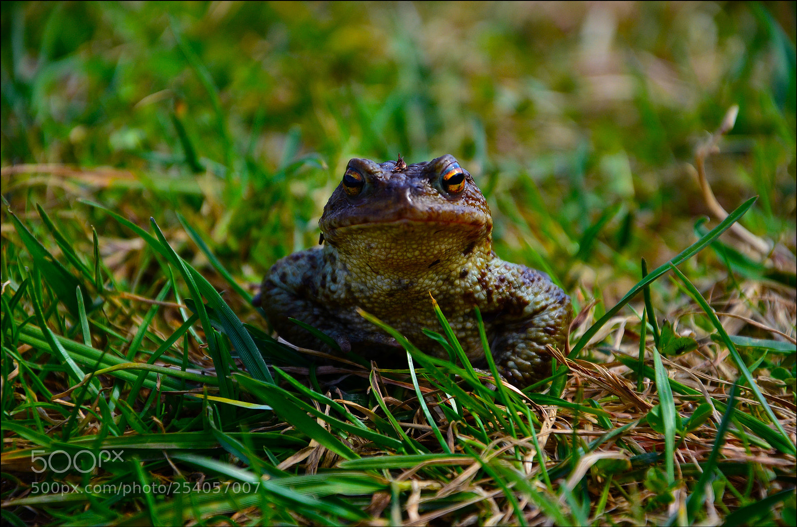 Nikon D5100 sample photo. 1.jpg photography