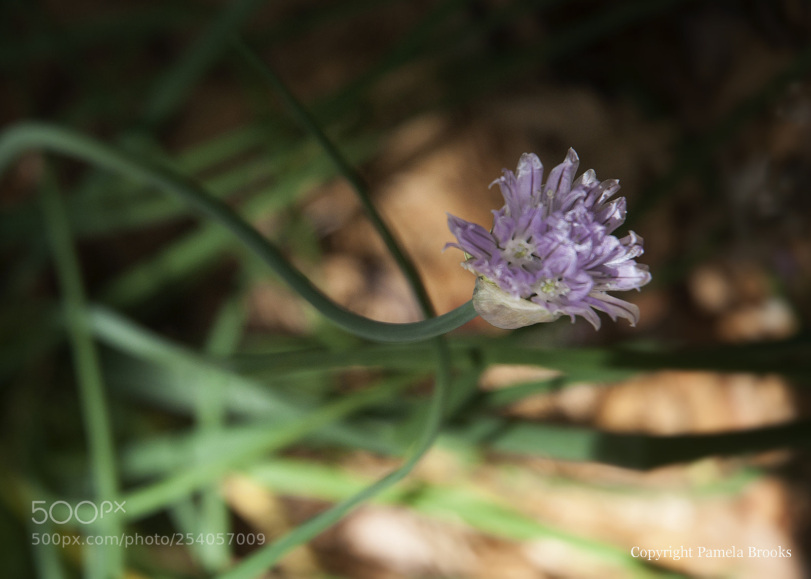Nikon D90 sample photo. Blooming chives photography