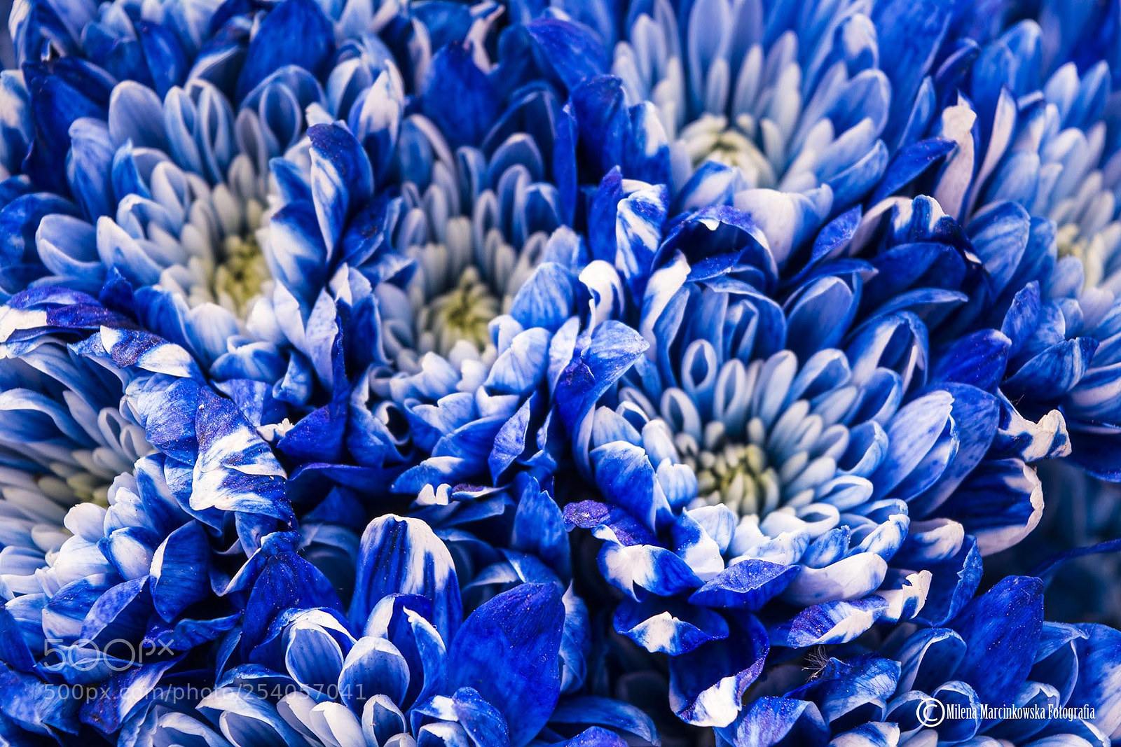 Nikon D5200 sample photo. Blue flowers photography