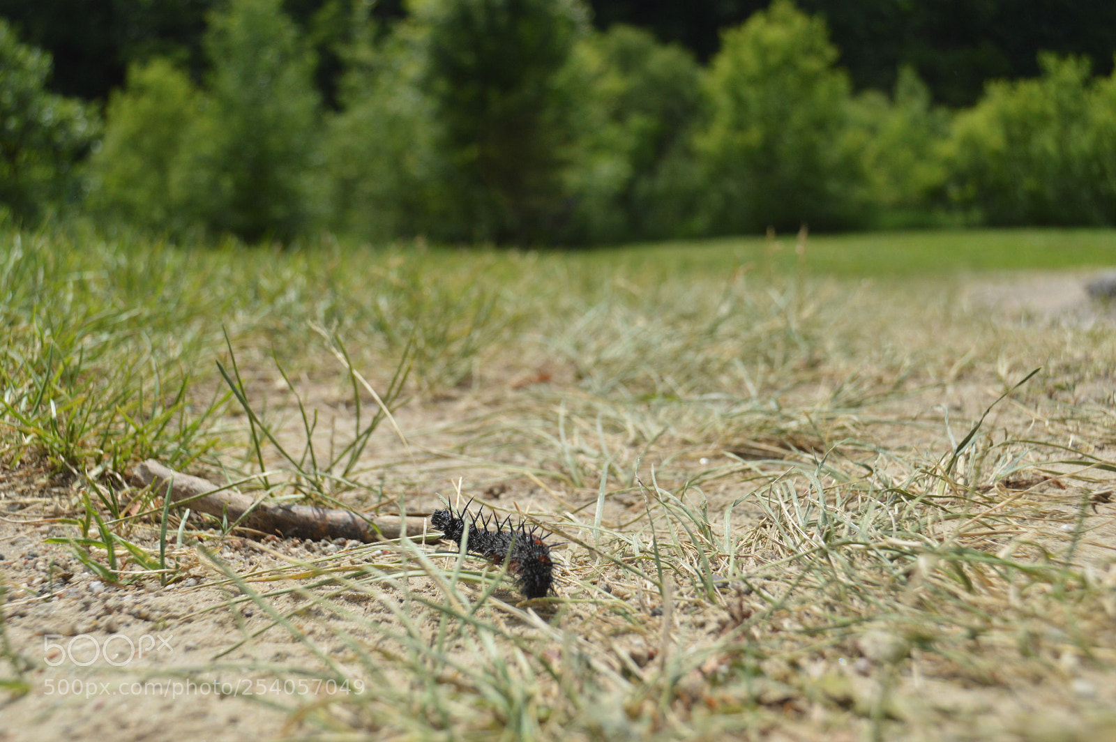 Nikon D3200 sample photo. Sneak photography