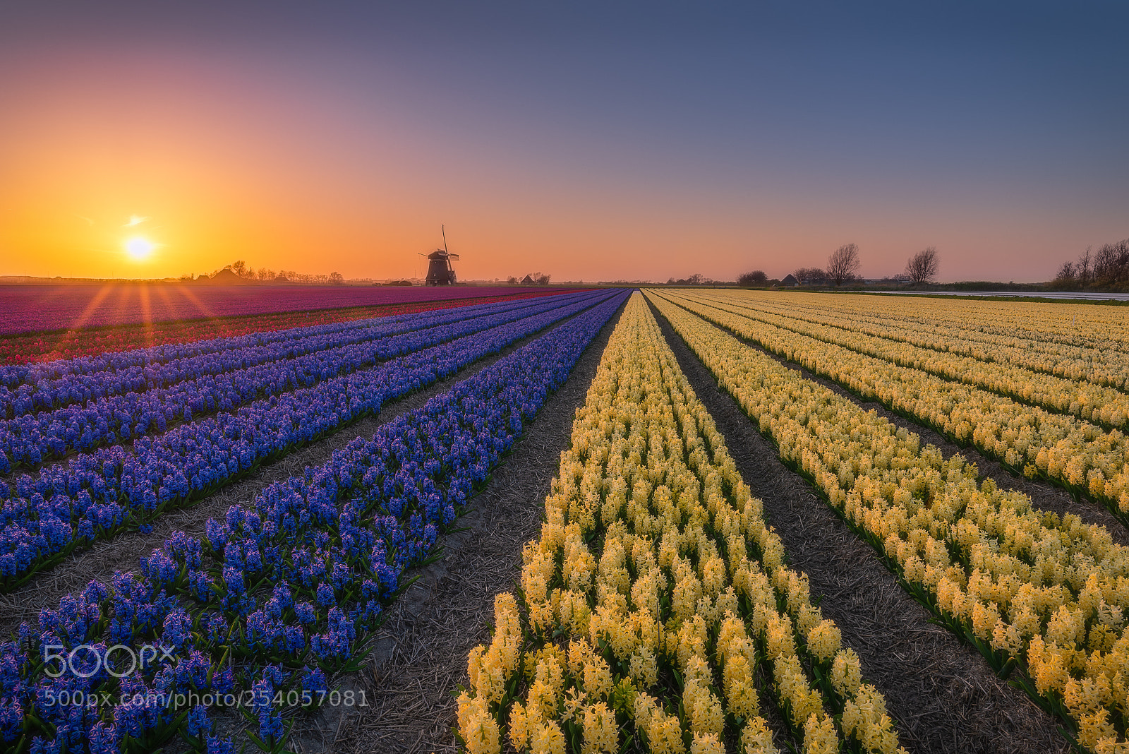 Nikon D810 sample photo. Windmill & hyacinths photography