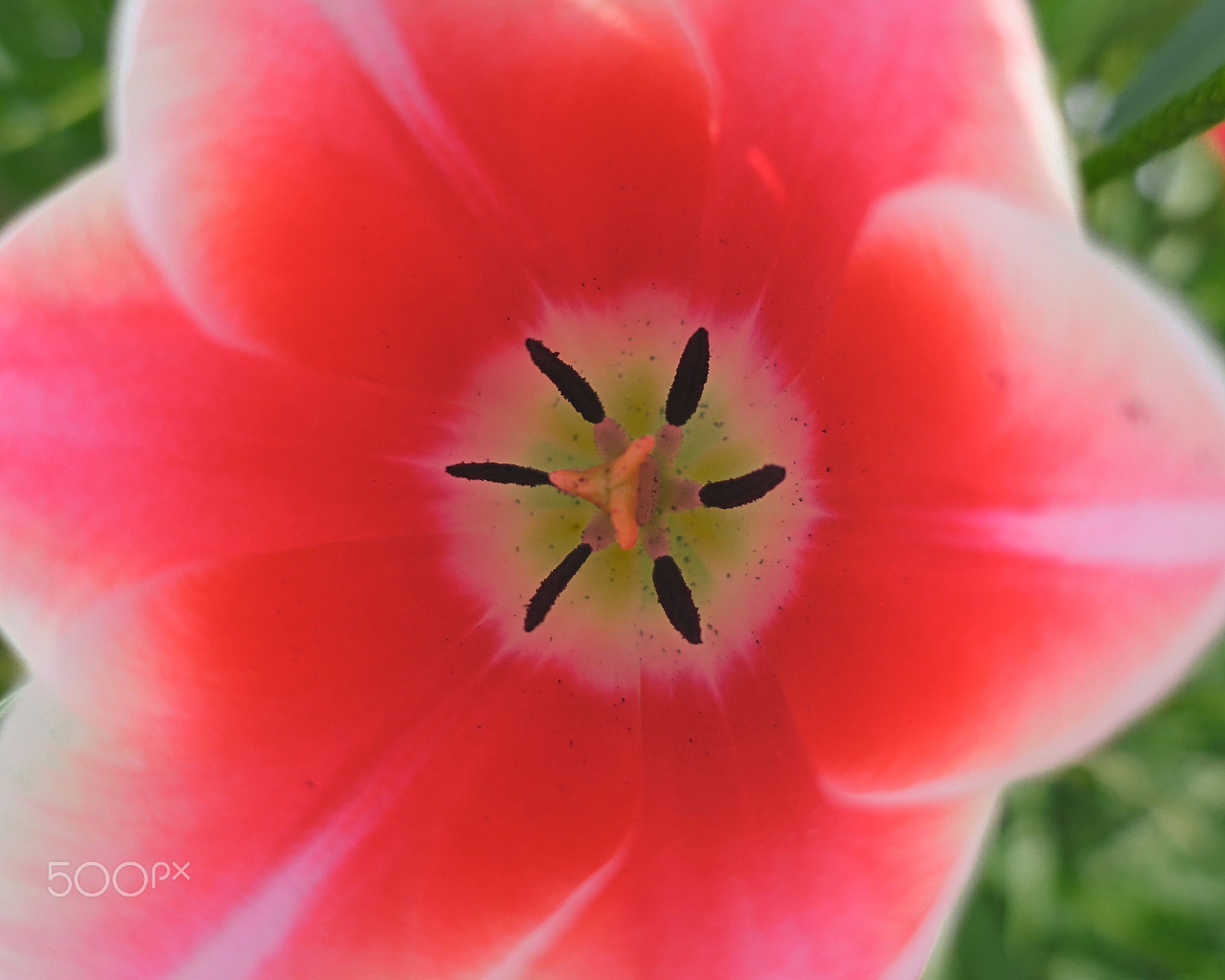 Canon PowerShot G9 X sample photo. Tulip photography