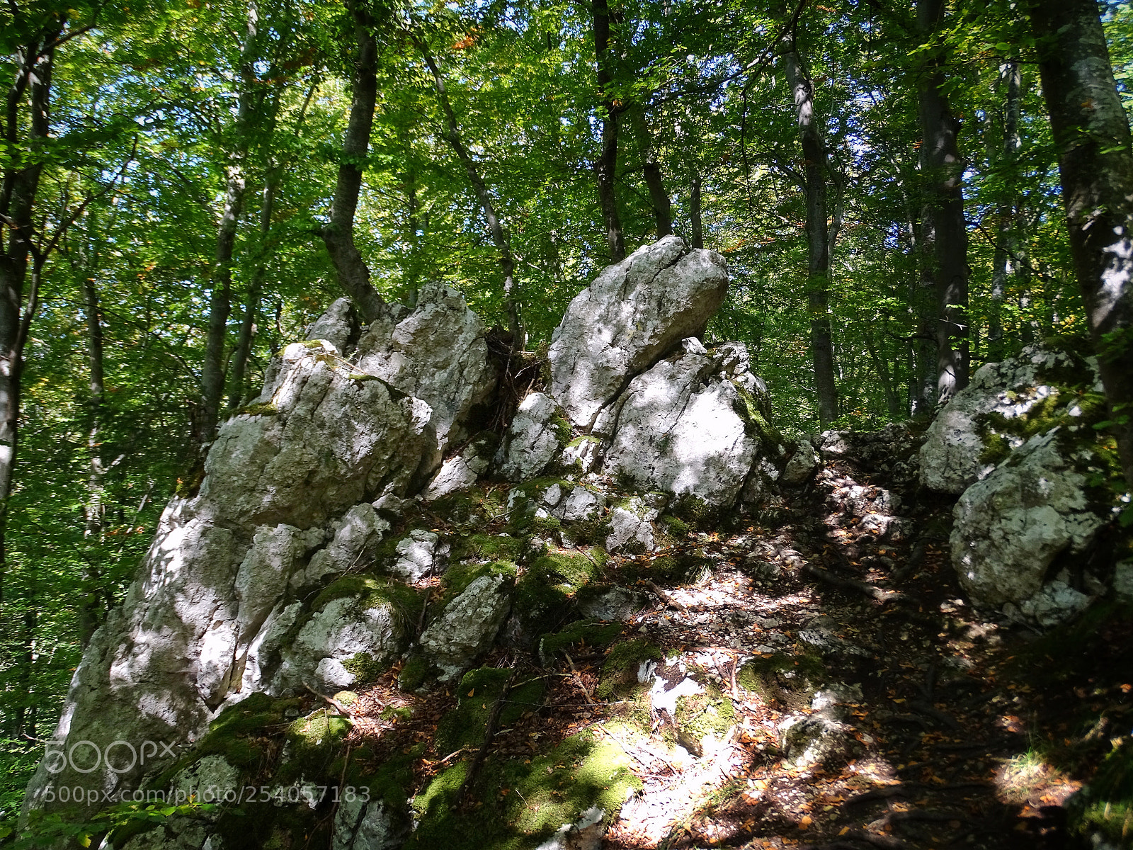 Sony Cyber-shot DSC-HX400V sample photo. Forest photography
