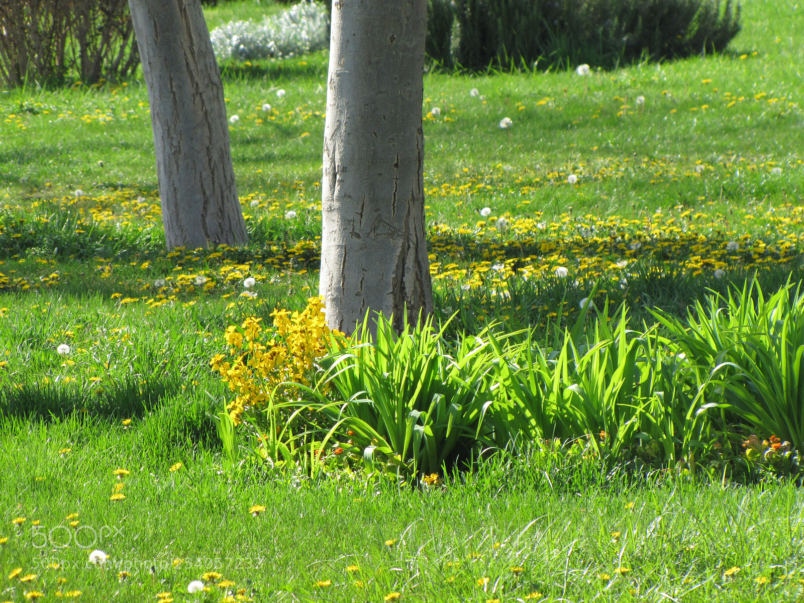 Canon PowerShot SX20 IS sample photo. Green nature photography