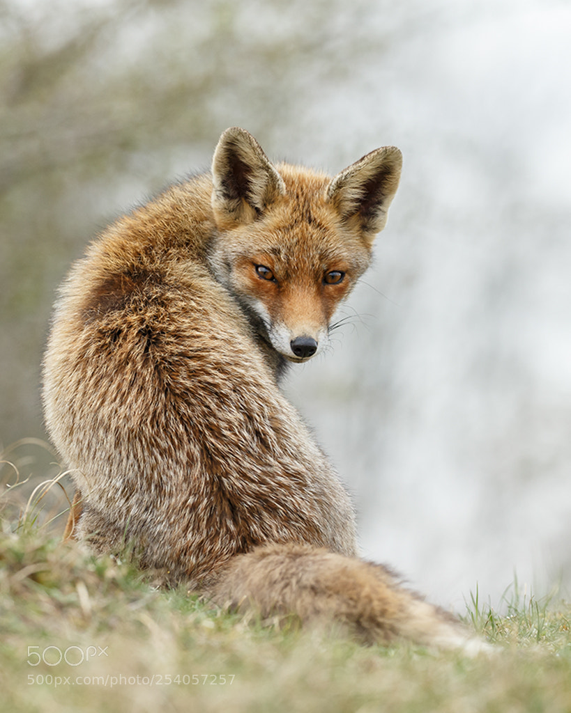 Canon EOS-1D X sample photo. Fox photography