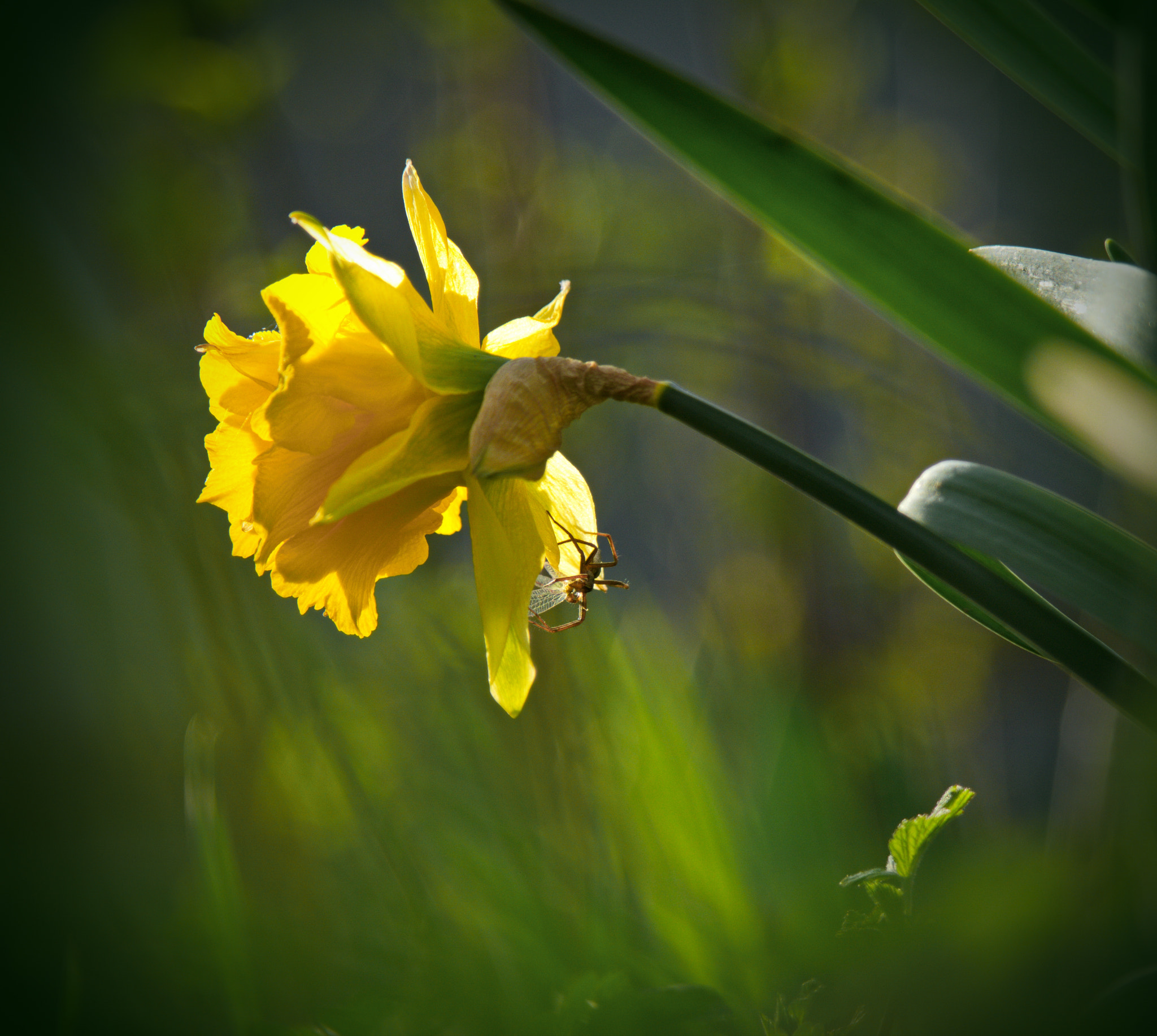 Samsung NX20 sample photo. A flower and a spider photography
