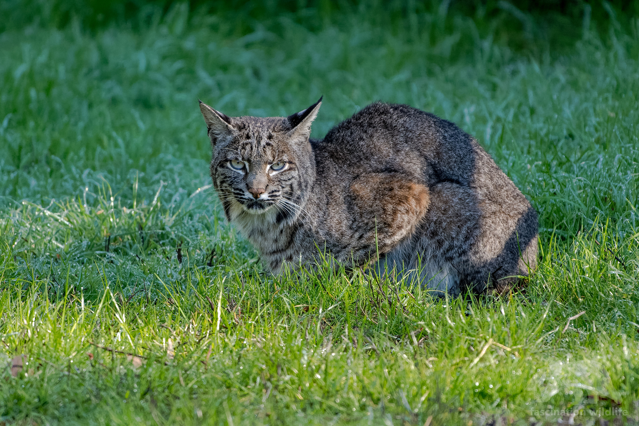 Sigma 150-600mm F5-6.3 DG OS HSM | S sample photo. Bobcat photography