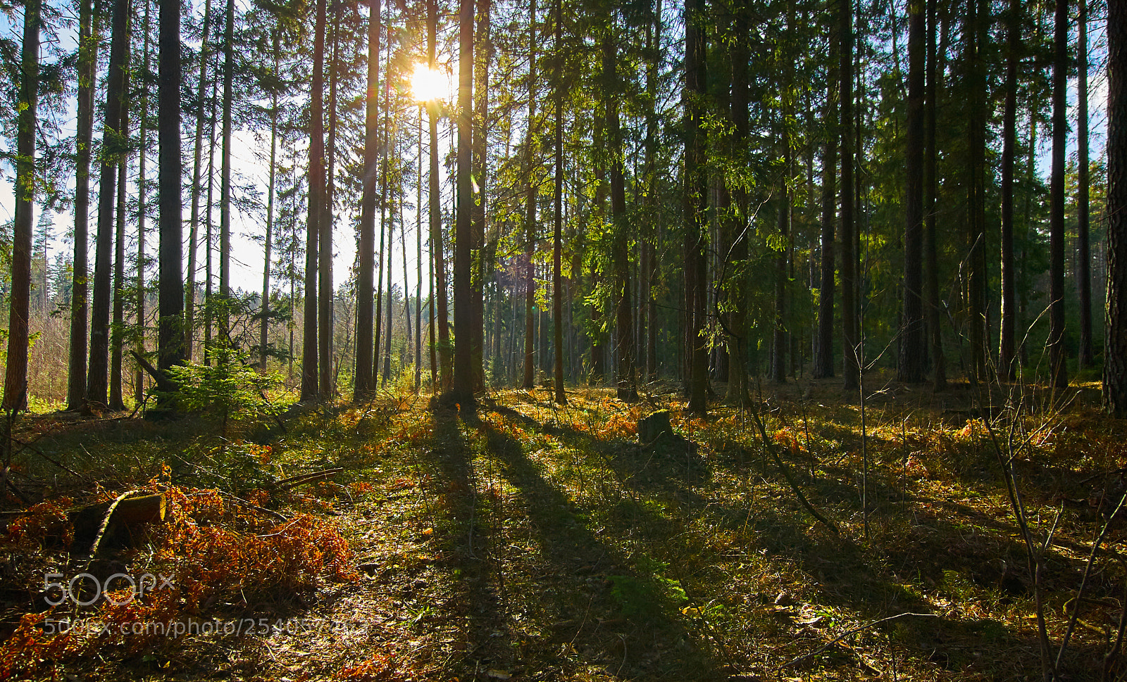 Canon EOS-1D Mark II sample photo. Forest photography