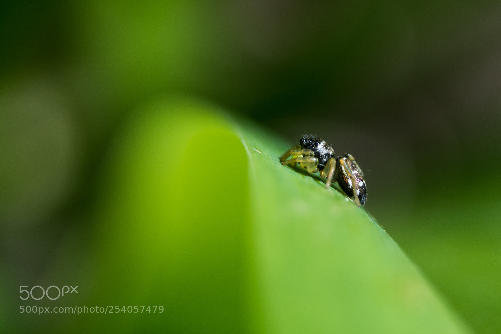 Nikon D5200 sample photo. Spider photography