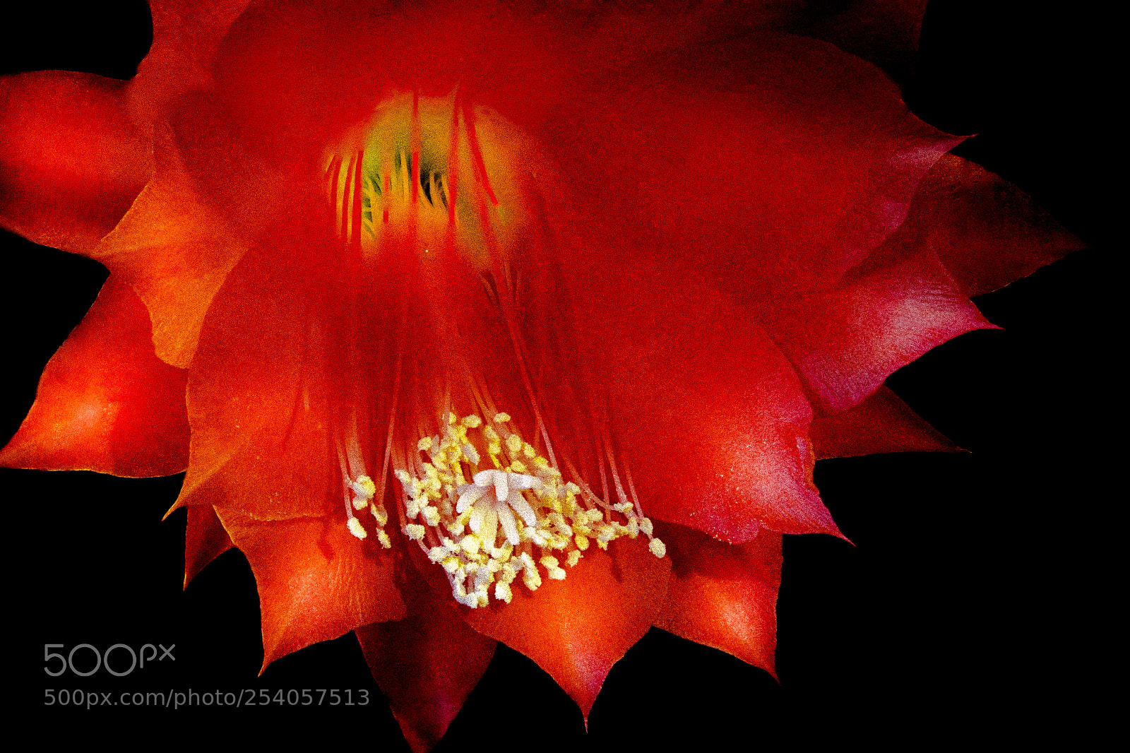 Canon EOS 70D sample photo. Cactus flower fleur de photography