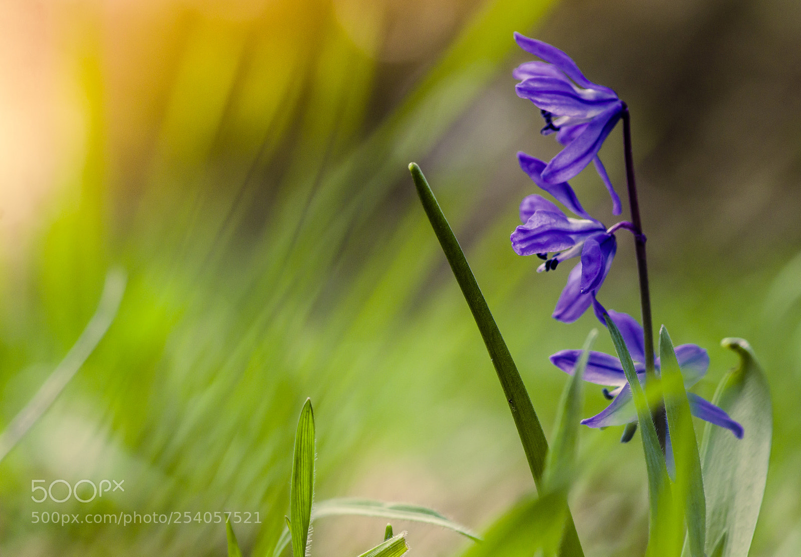 Pentax K-S2 sample photo. Colorful spring photography