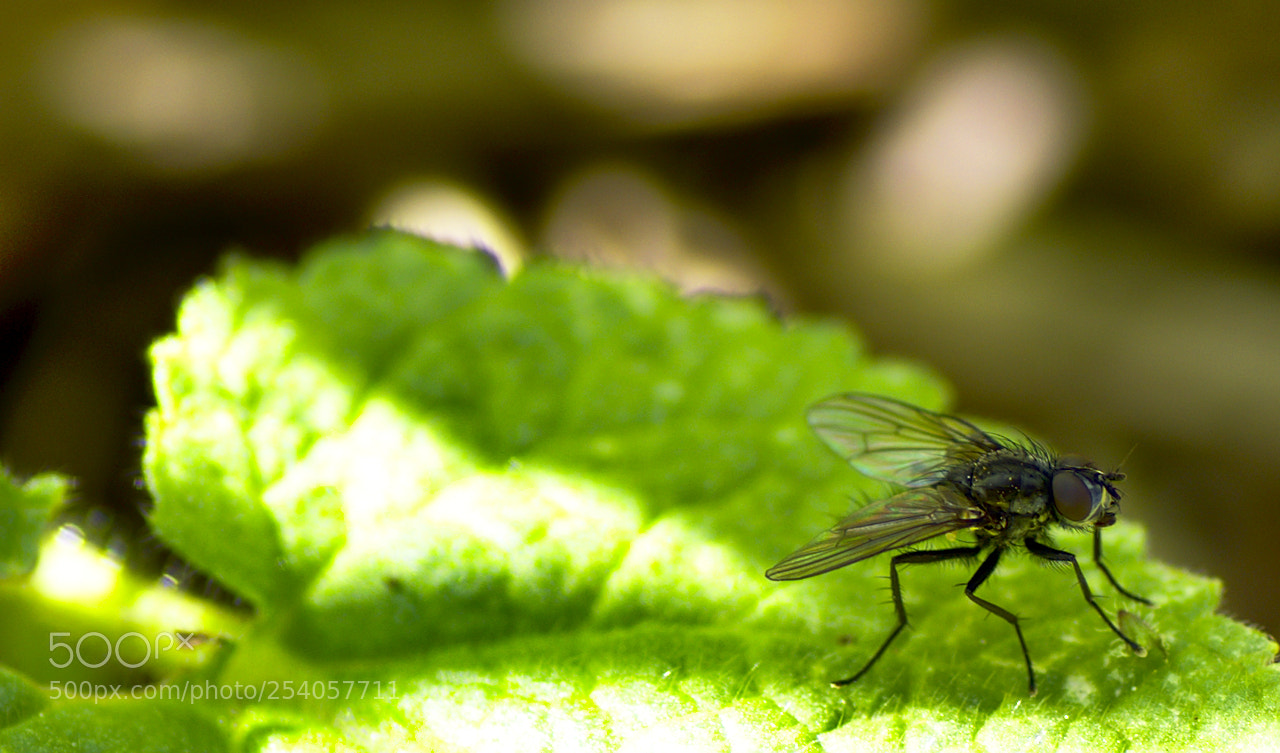 Nikon D5600 sample photo. Mouche photography