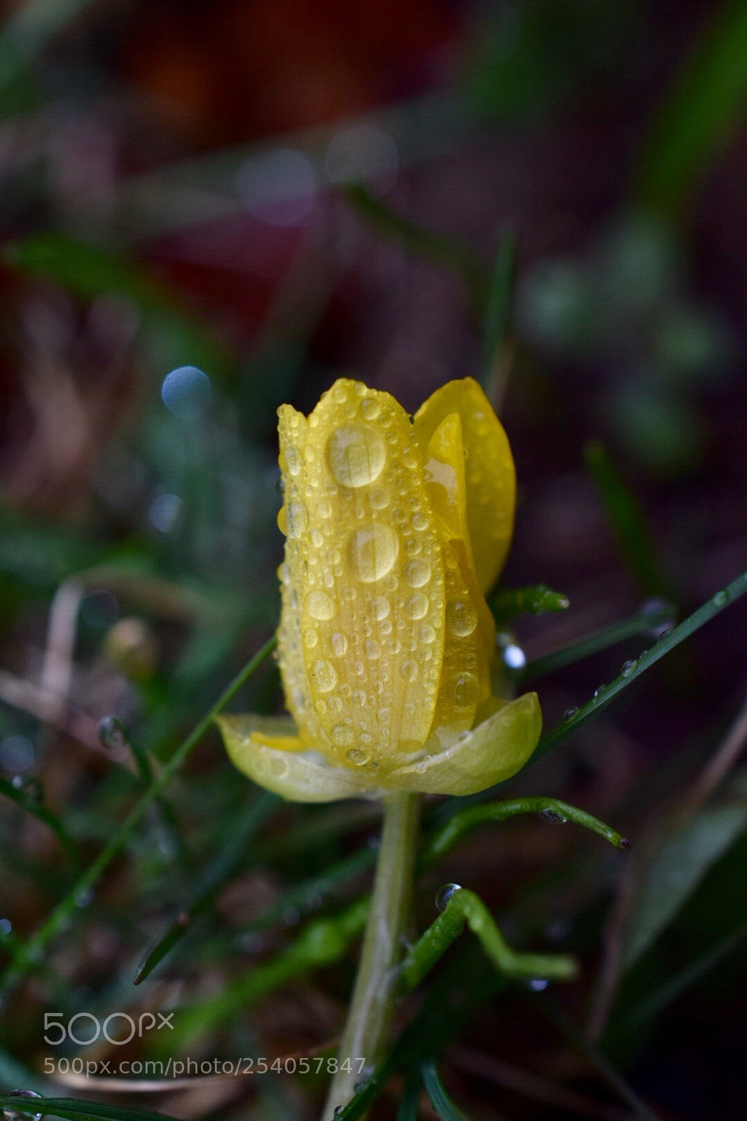 Nikon D5300 sample photo. After the rain photography