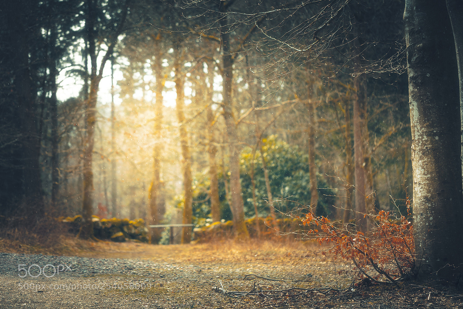 Canon EOS 5DS R sample photo. We might say photography