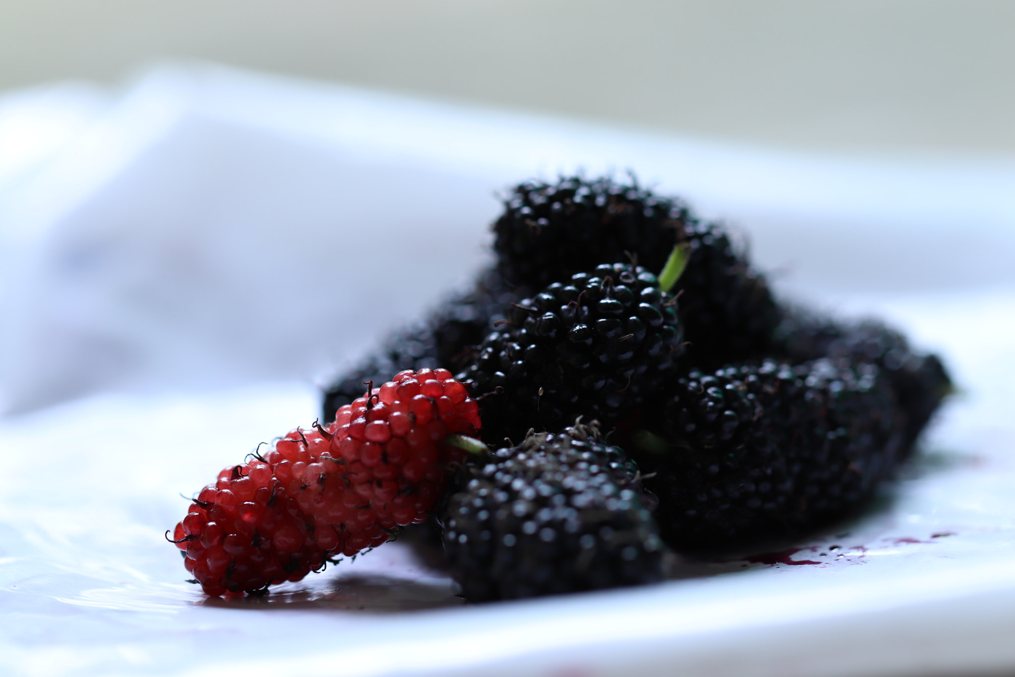 Canon EF 100mm F2.8L Macro IS USM sample photo. Mulburry photography