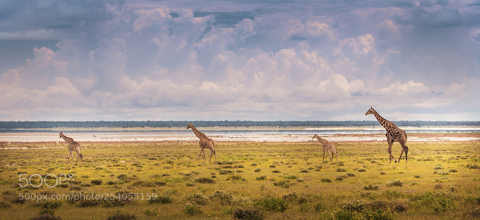 Canon EOS 7D Mark II sample photo. Etosha giraffe family photography
