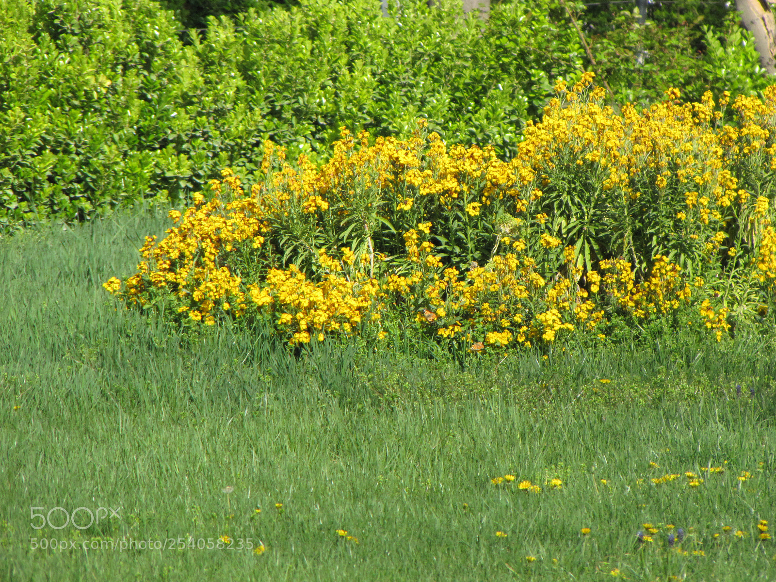 Canon PowerShot SX20 IS sample photo. Yellow lip! photography