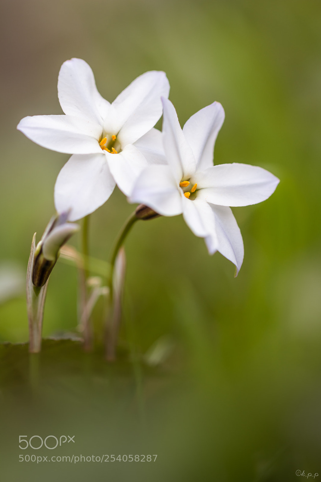 Canon EOS 80D sample photo. Spring star photography