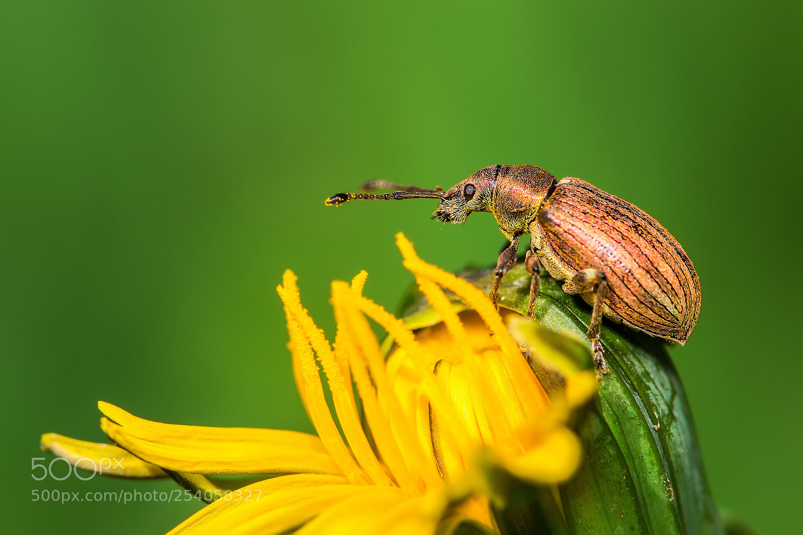 Canon EOS 70D sample photo. Insect18 photography