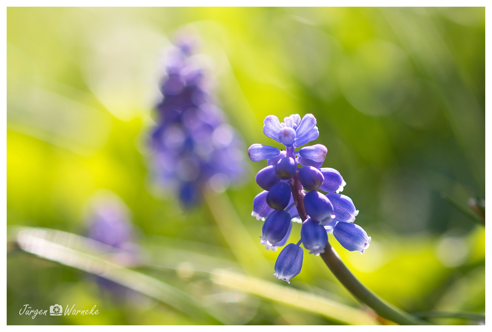 Canon EF 100mm F2.8L Macro IS USM sample photo. Spring ist everywhere photography
