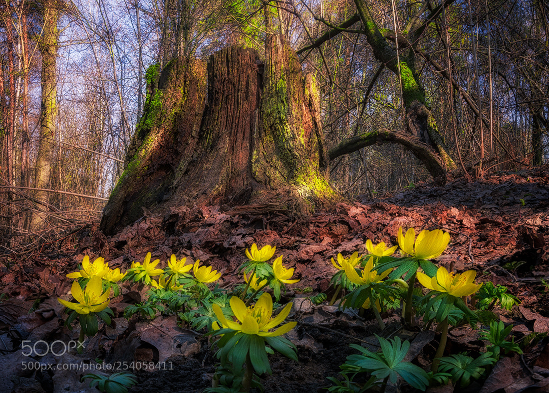 Nikon D610 sample photo. Spring is coming photography