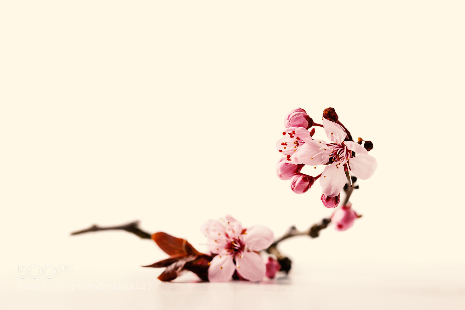 Canon EOS 5D Mark II sample photo. Cherry blossom flowers on photography