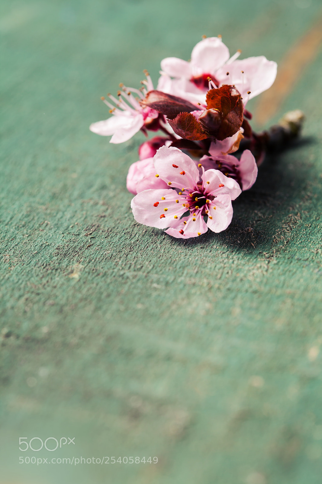 Canon EOS 5D Mark II sample photo. Cherry blossom flowers on photography