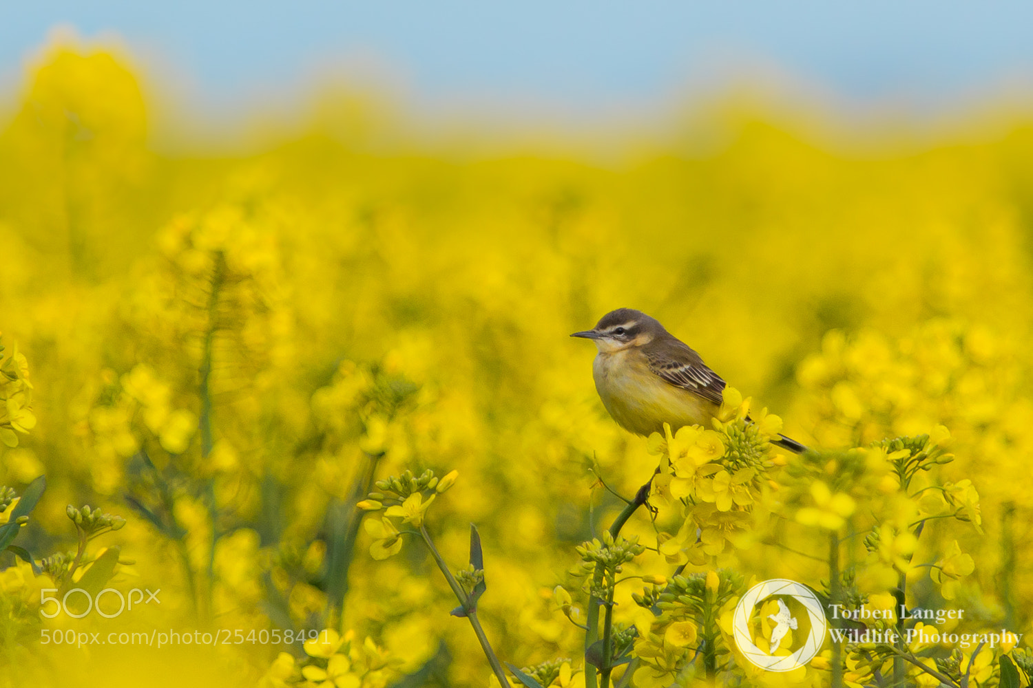 Canon EOS 70D sample photo. Yellow wagtail photography
