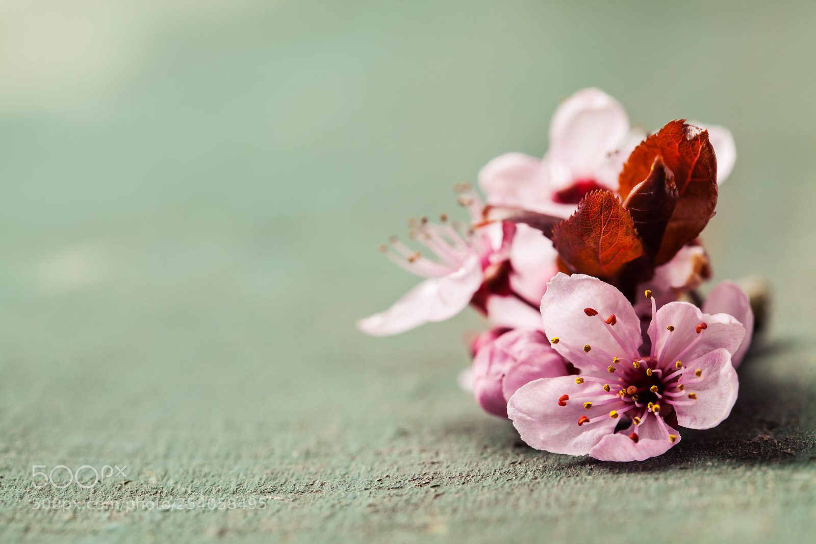 Canon EOS 5D Mark II sample photo. Cherry blossom flowers on photography