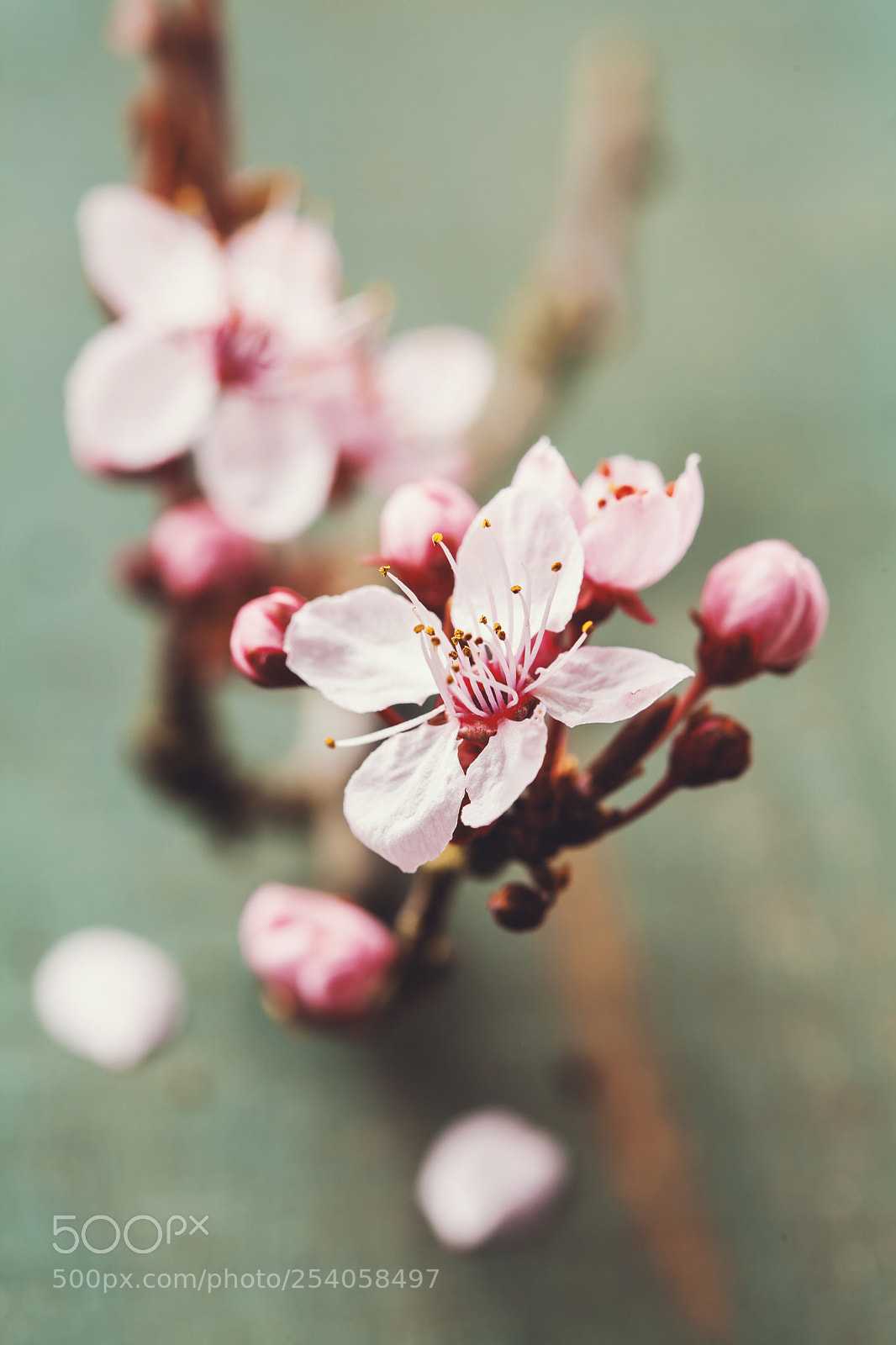 Canon EOS 5D Mark II sample photo. Cherry blossom flowers on photography