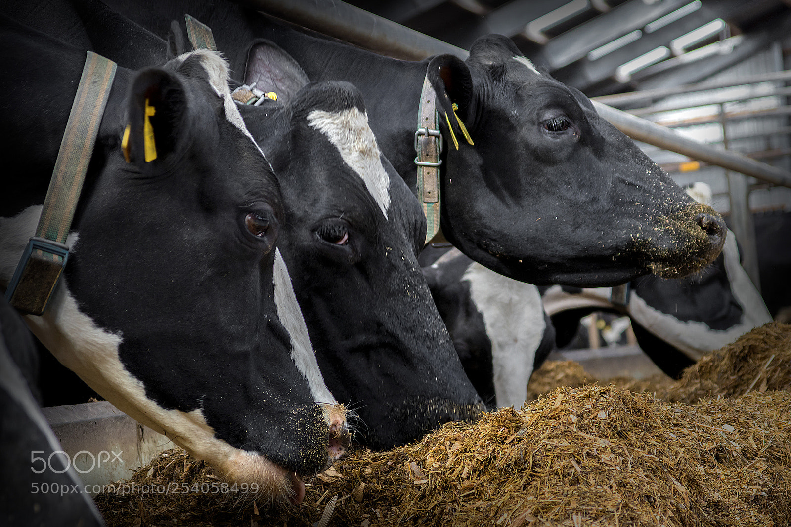 Canon EOS 80D sample photo. Nose in the trough photography