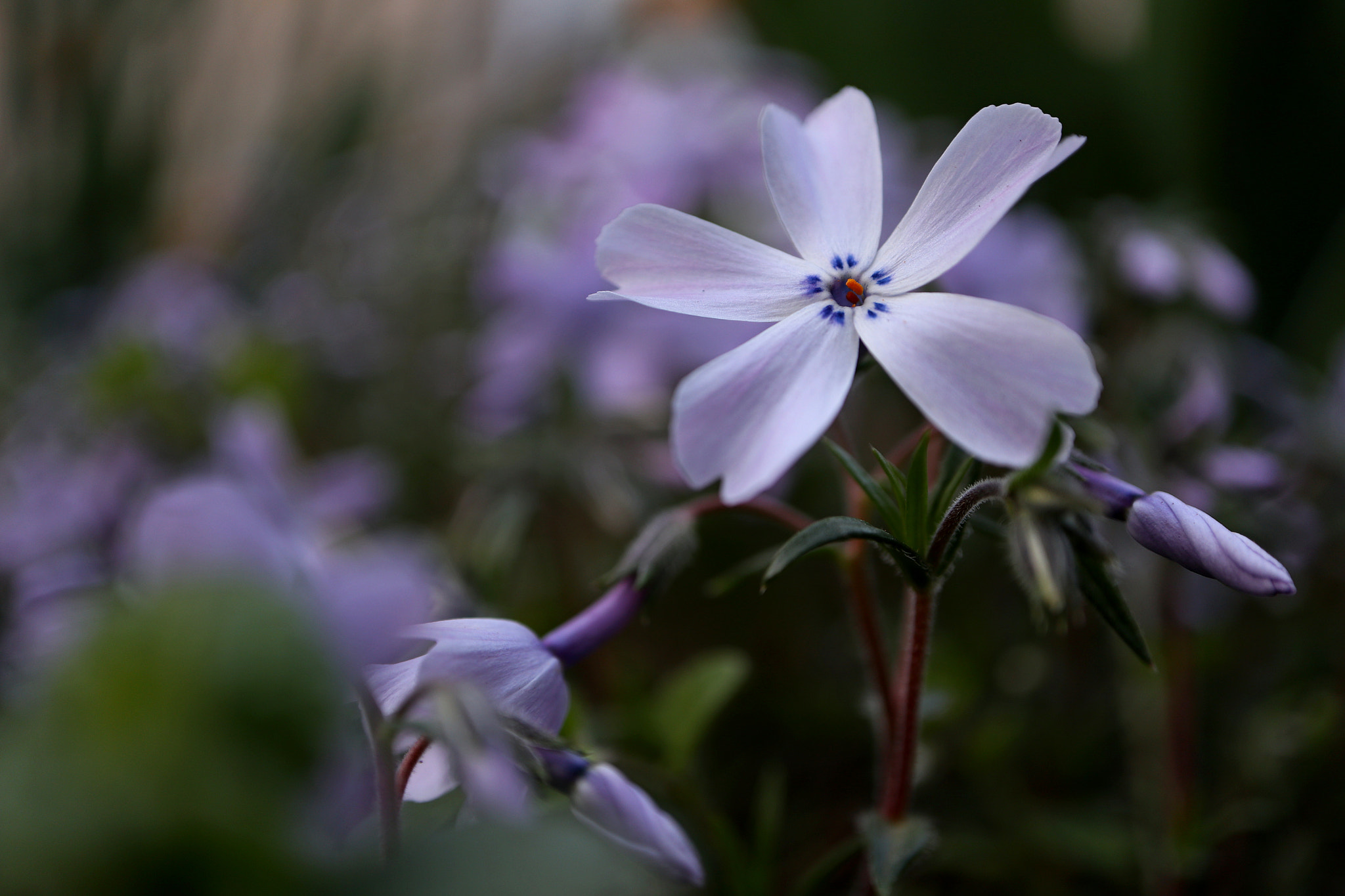 Canon EOS M5 sample photo. Phlox photography