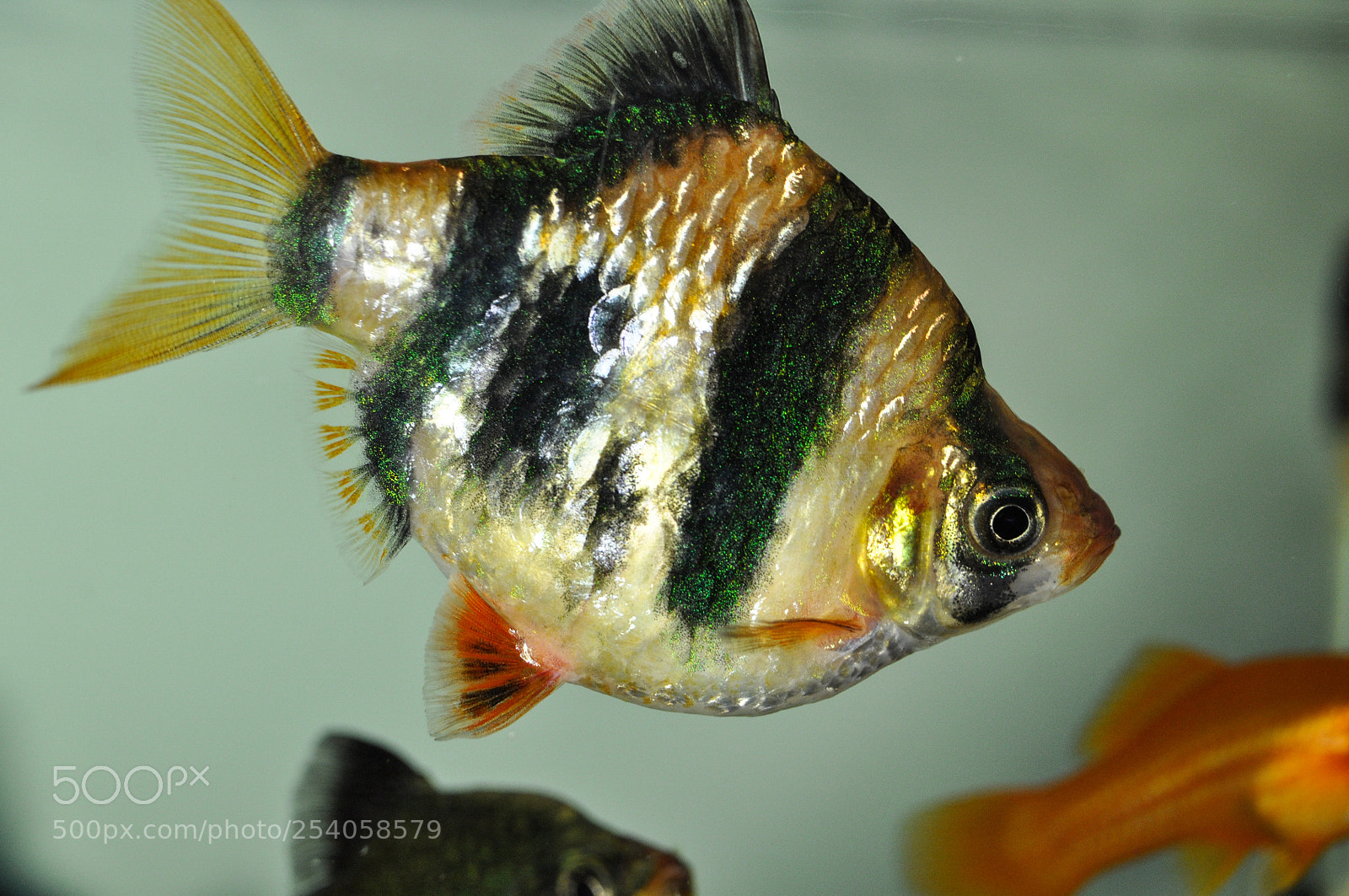 Nikon D5000 sample photo. Tiger barb photography