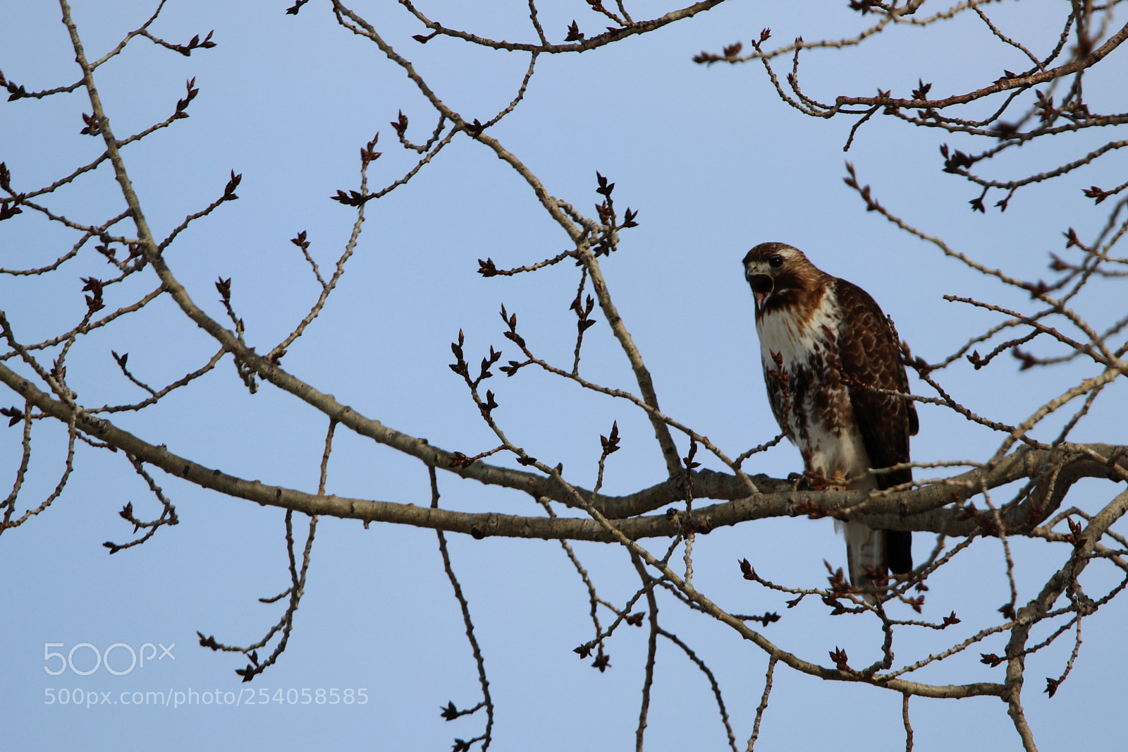 Canon EOS 80D sample photo. Juvenile borealis red-tailed hawk photography