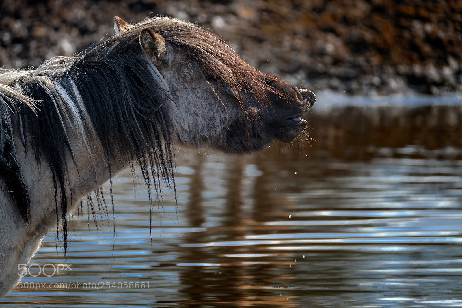 Fujifilm X-T2 sample photo. Wild horse / wildpferd photography