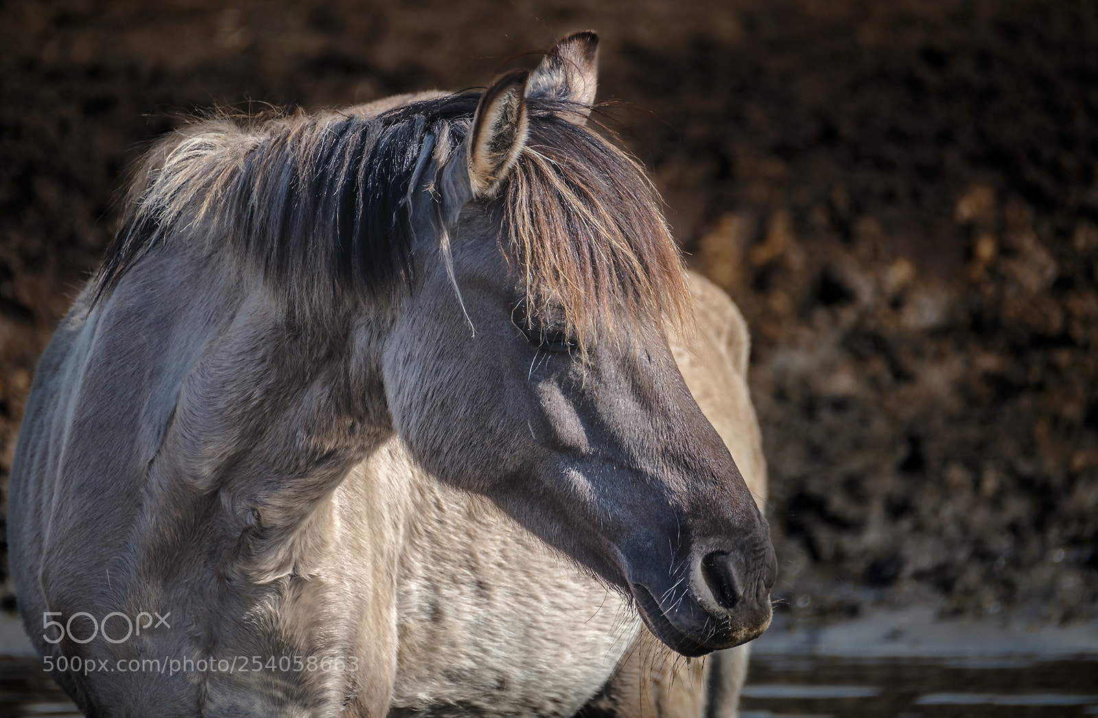 Fujifilm X-T2 sample photo. Wild horse / wildpferd photography