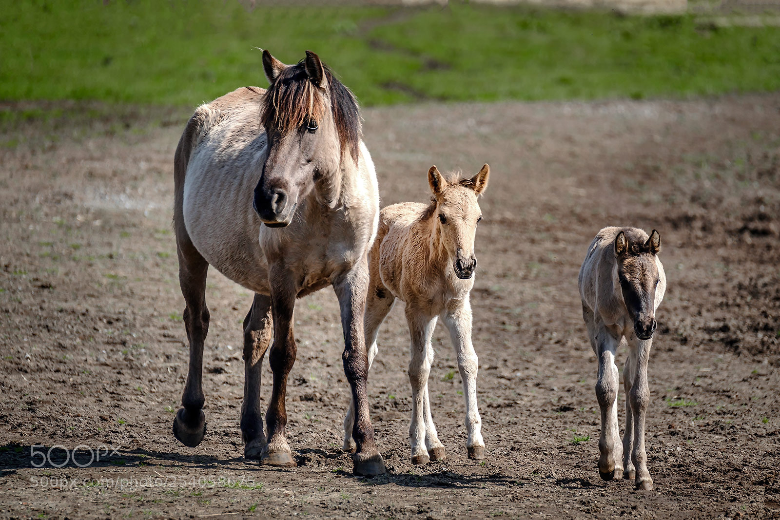 Fujifilm X-T2 sample photo. Mare with colts photography