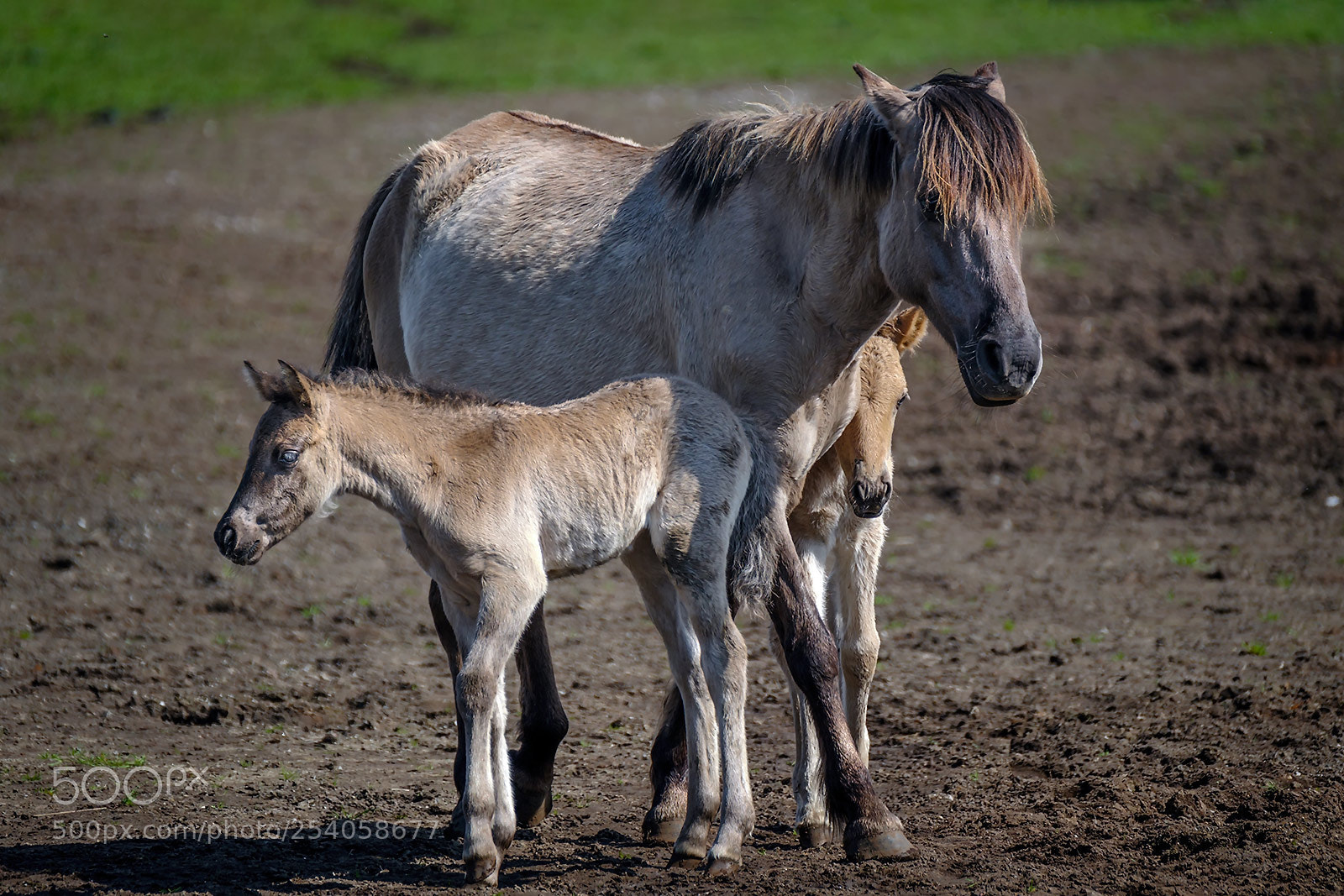 Fujifilm X-T2 sample photo. Mare with colts photography