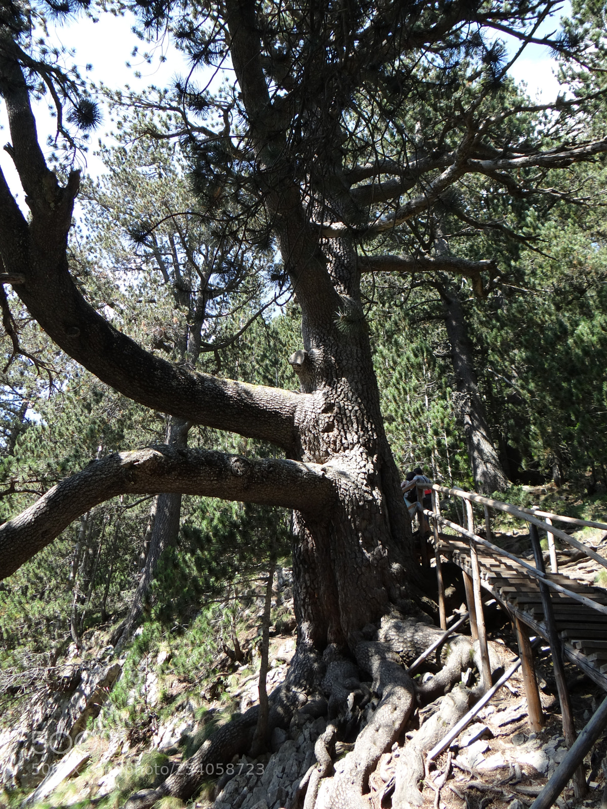 Sony DSC-HX200V sample photo. Pirin 1300 years old tree photography