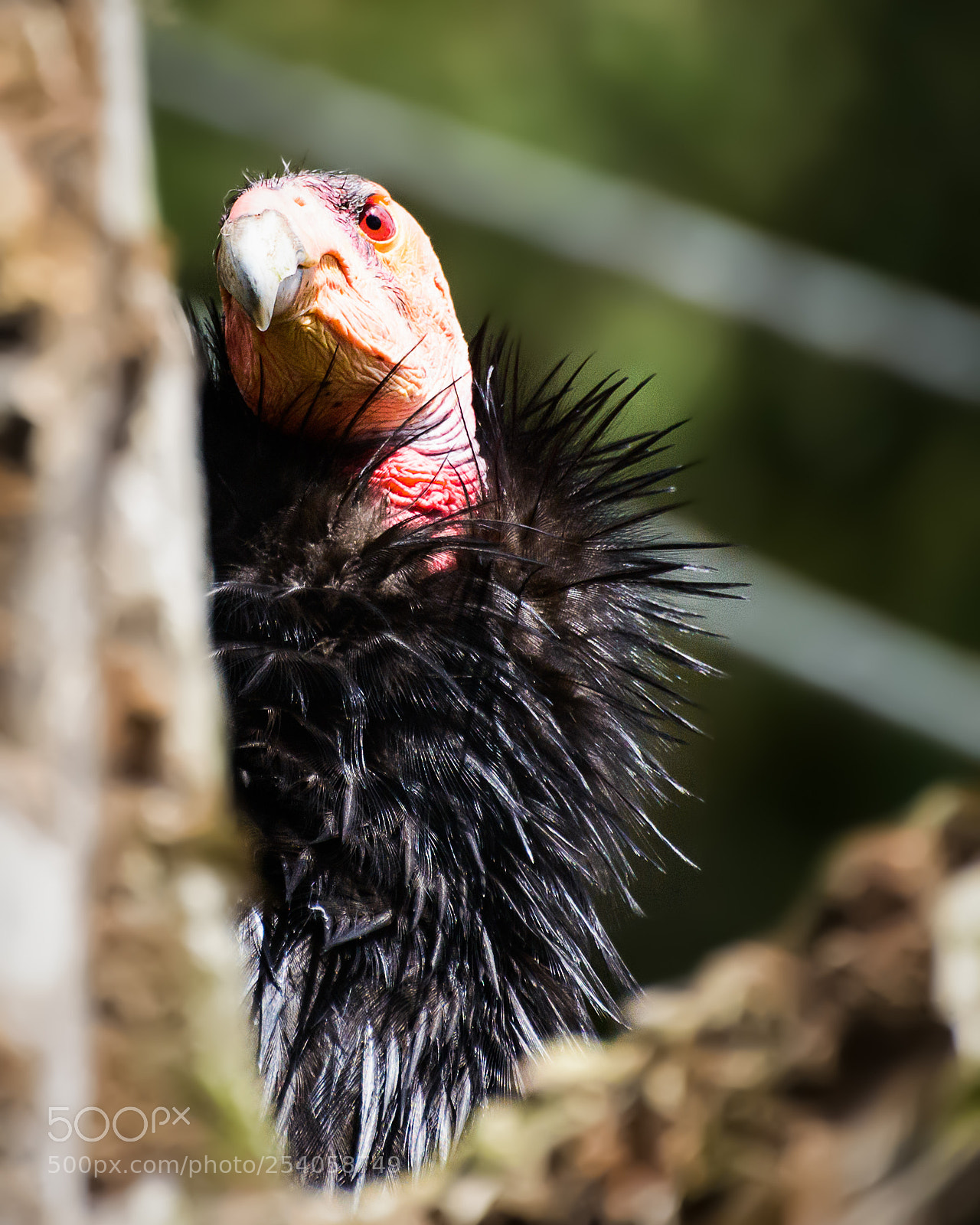 Nikon D800 sample photo. Judging photography