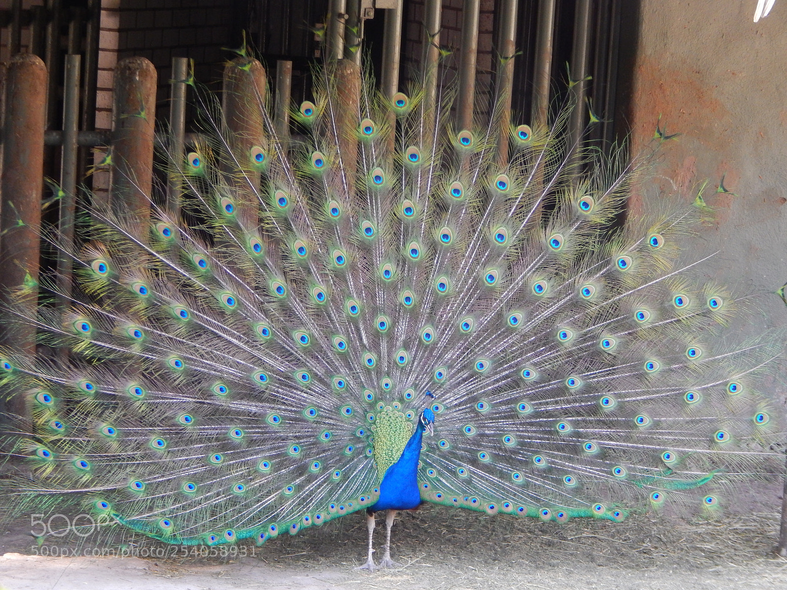 Nikon Coolpix L820 sample photo. Majestuoso photography