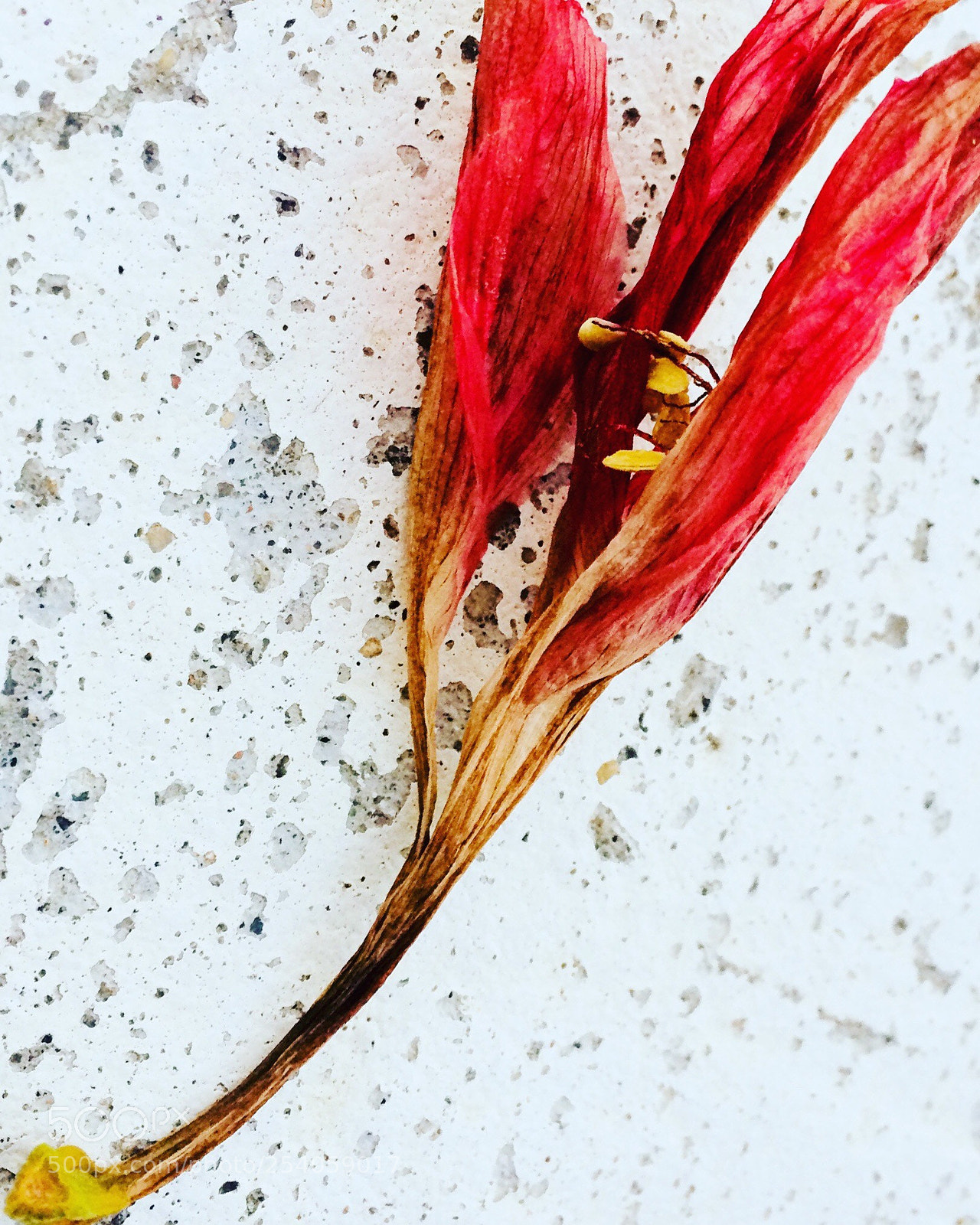 Apple iPhone 5s sample photo. Untitled photography
